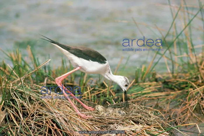  : BLACK-WINGED STILT - AT NEST