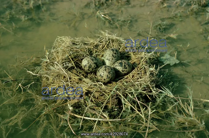 : Black-winged Stilt - nest with eggs : Black-winged Stilt - nest with eggs