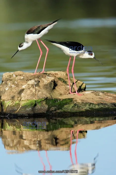 : Black-winged Stilt - pair displaying : Black-winged Stilt - pair displaying