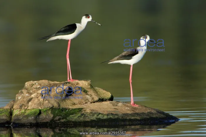 : Black-winged Stilt - pair resting on rock : Black-winged Stilt - pair resting on rock