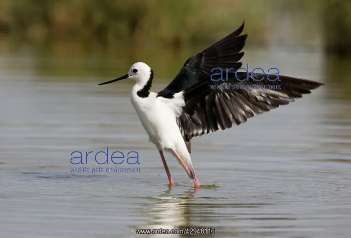  : Black-winged Stilt  /  Pied Stilt  /  White-headed