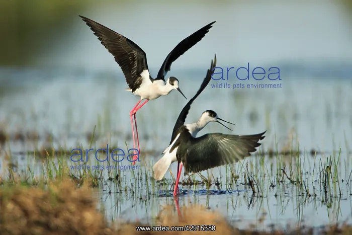 : Black-winged Stilt - rival birds fighting over territory : Black-winged Stilt - rival birds fighting over territory