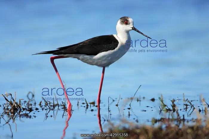 : Black-winged Stilt - searching for food : Black-winged Stilt - searching for food