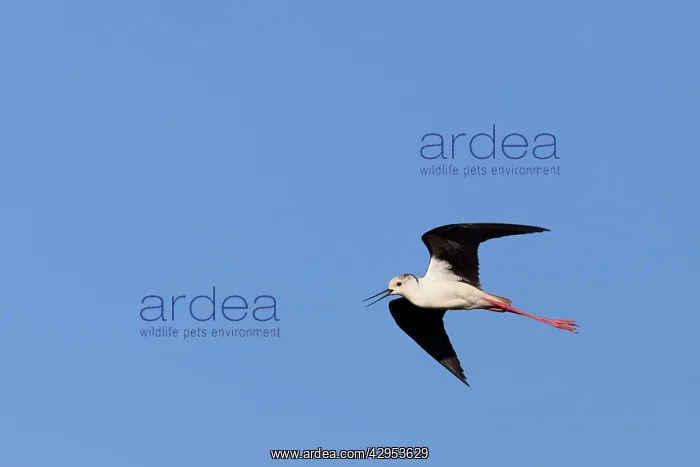  : Black winged Stilt - single adult in flight