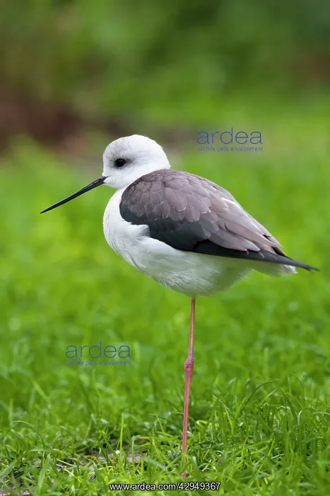: Black winged stilt - single adult resting in grass meadow : Black winged stilt - single adult resting in grass meadow