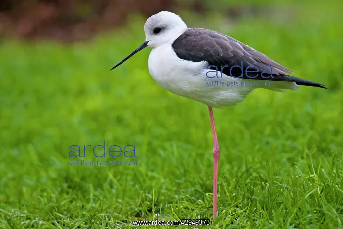 : Black winged stilt - single adult resting in grass meadow : Black winged stilt - single adult resting in grass meadow