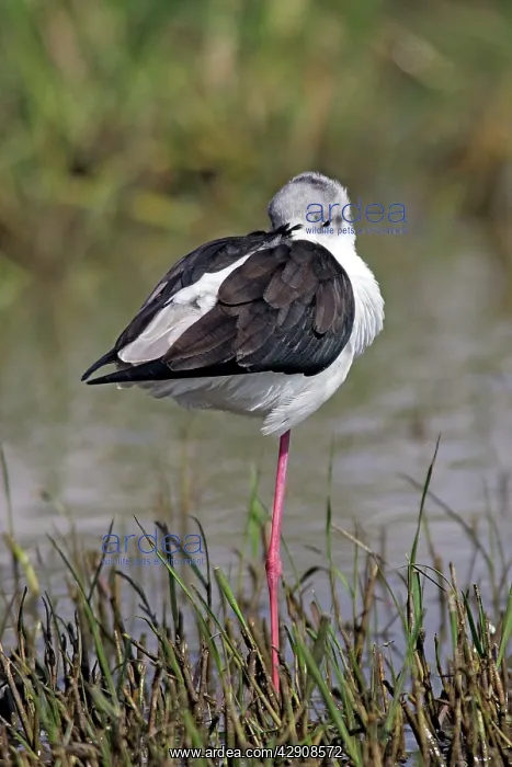 : Black-winged Stilt - standing on one leg : Black-winged Stilt - standing on one leg