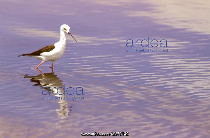  : Black-winged Stilt - standing in water