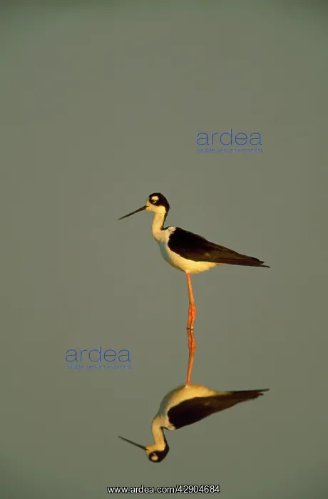  : Black-Winged STILT- Standing on water, reflecting