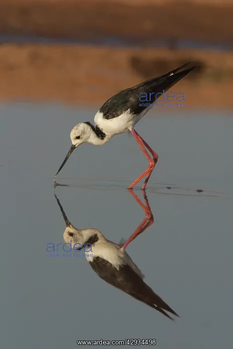 : Black-winged Stilt - wading at dawn : Black-winged Stilt - wading at dawn