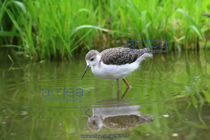 : Black-winged Stilt - young : Black-winged Stilt - young