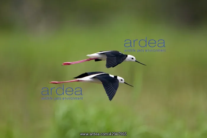 : Black-winged Stilts flying : Black-winged Stilts flying