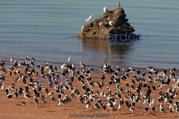 : Black-winged Stilts at rest : Black-winged Stilts at rest
