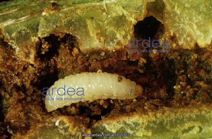 : Black winter stem weevil (Ceutorhynchus picitarsis) : Black winter stem weevil (Ceutorhynchus picitarsis)
