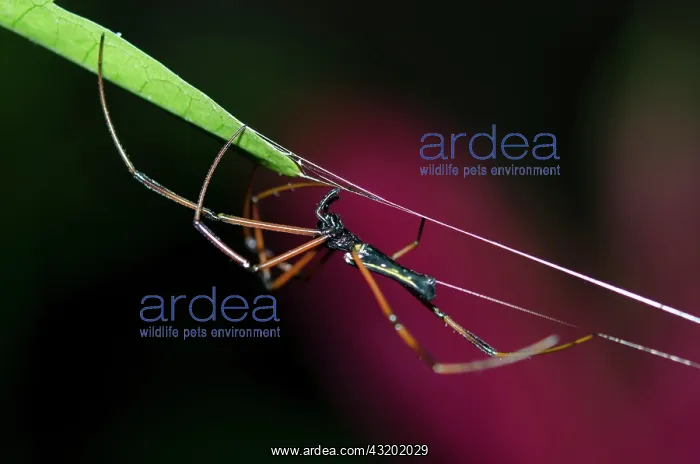 : Black Wood Spider on web - Klungkung, Bali, Indonesia : Black Wood Spider on web - Klungkung, Bali, Indonesia
