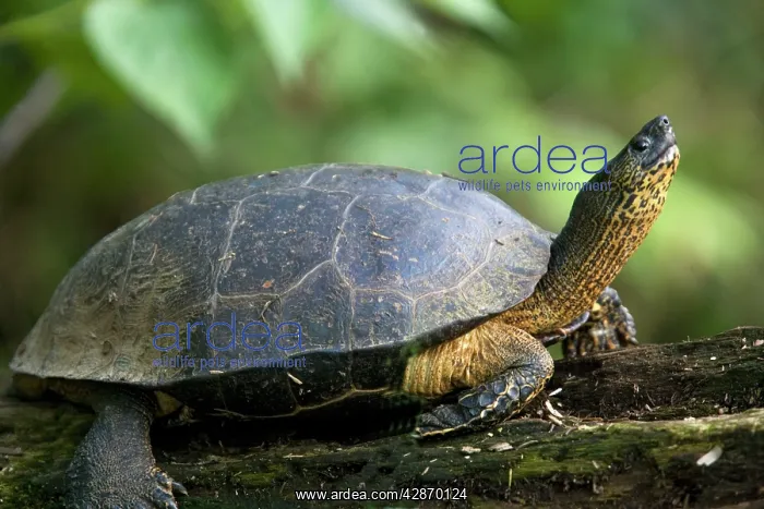 : Black Wood Turtle : Black Wood Turtle