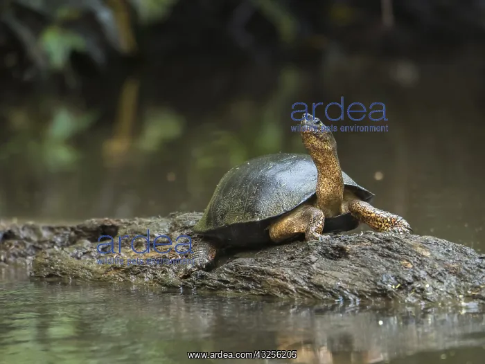 : Black Wood Turtle (Rhinoclemmys funerea) or Bla : Black Wood Turtle (Rhinoclemmys funerea) or Bla