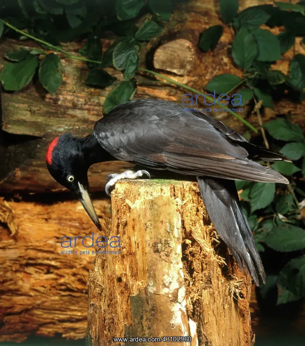 : Black Woodpecker : Black Woodpecker