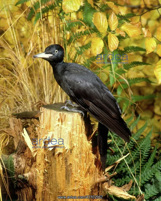 : Black Woodpecker : Black Woodpecker