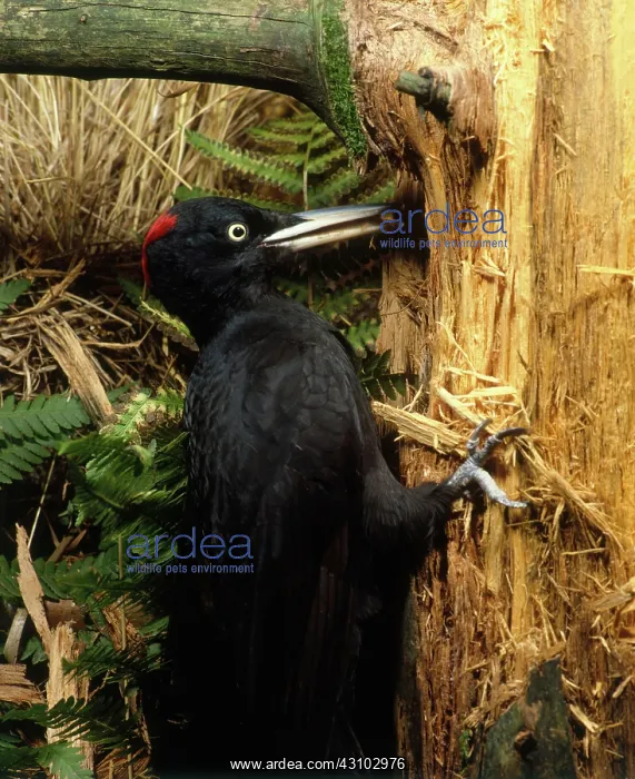 : Black Woodpecker : Black Woodpecker