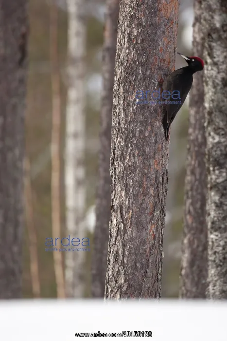 : Black Woodpecker : Black Woodpecker