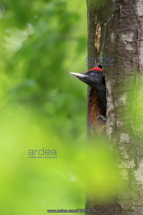 : Black Woodpecker : Black Woodpecker