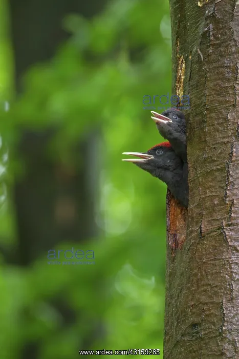 : Black Woodpecker : Black Woodpecker