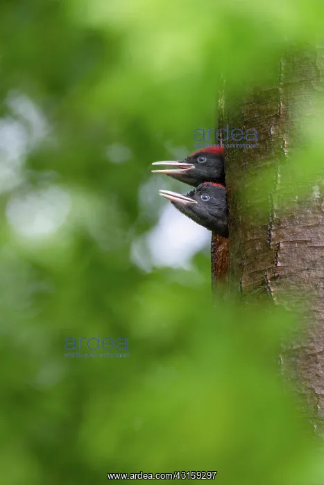 : Black Woodpecker : Black Woodpecker