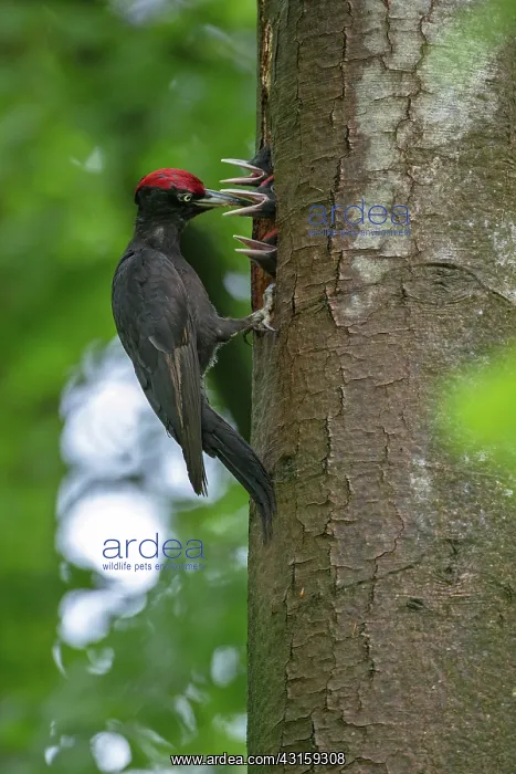 : Black Woodpecker : Black Woodpecker