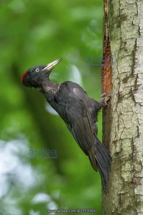 : Black Woodpecker : Black Woodpecker