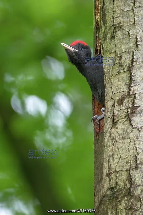 : Black Woodpecker : Black Woodpecker