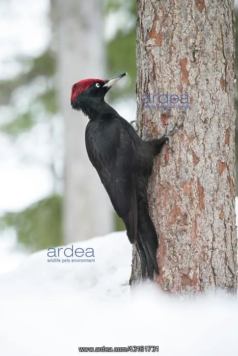 : Black Woodpecker : Black Woodpecker