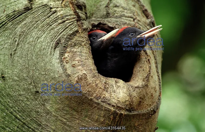 : Black Woodpecker : Black Woodpecker