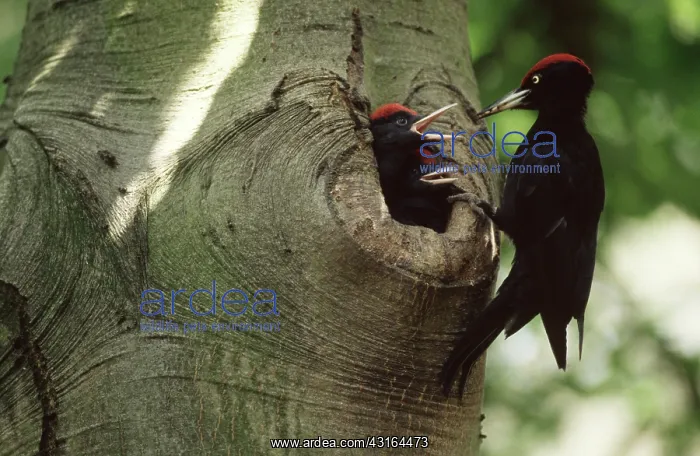 : Black Woodpecker : Black Woodpecker