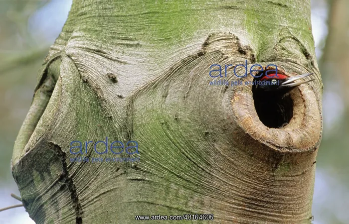: Black Woodpecker : Black Woodpecker