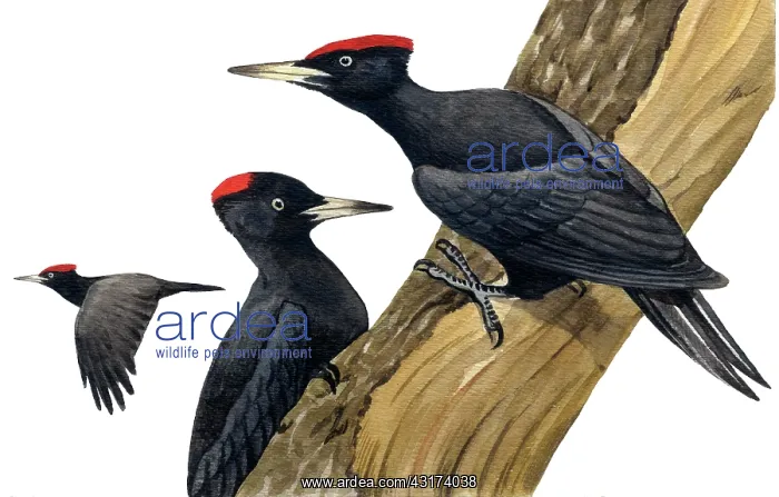 : Black Woodpecker : Black Woodpecker