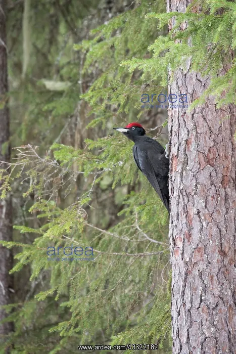 : Black Woodpecker : Black Woodpecker