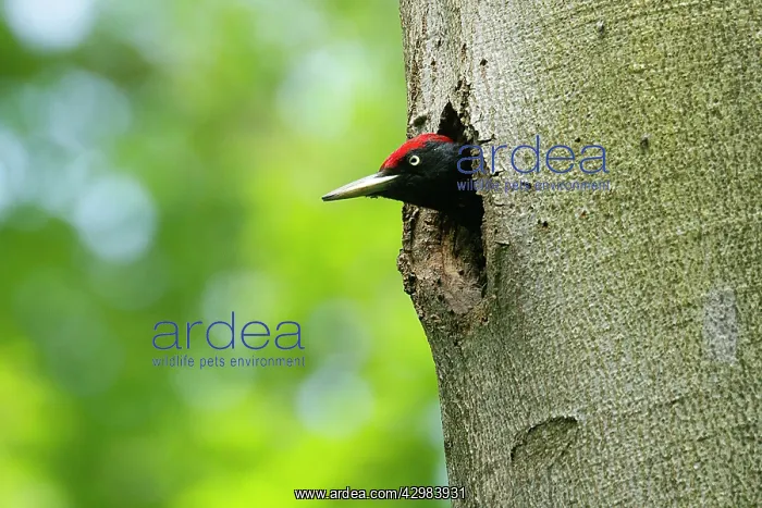 : Black Woodpecker - adult appearing from its breeding : Black Woodpecker - adult appearing from its breeding