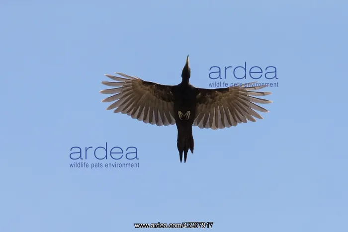 : Black Woodpecker - adult bird in flight - Germany : Black Woodpecker - adult bird in flight - Germany