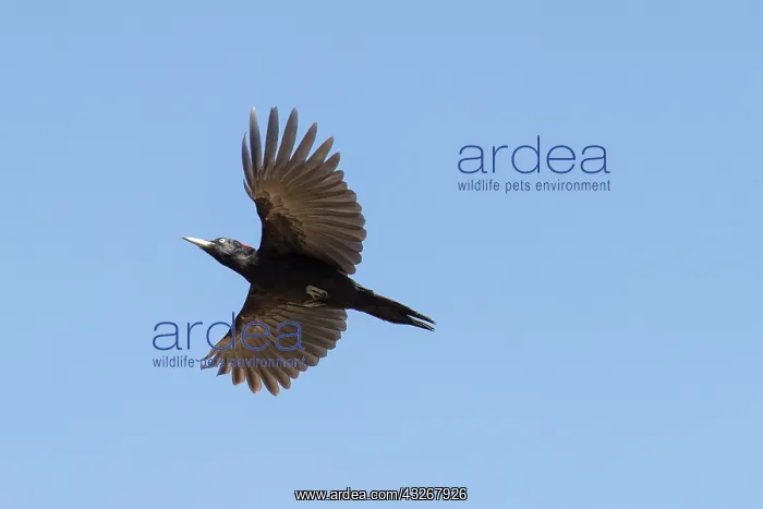 : Black Woodpecker - adult bird in flight - Germany : Black Woodpecker - adult bird in flight - Germany