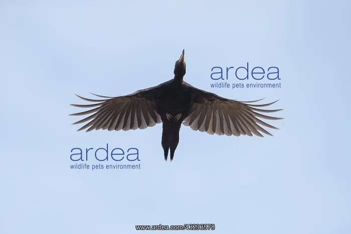 : Black Woodpecker - adult bird in flight - Germany : Black Woodpecker - adult bird in flight - Germany
