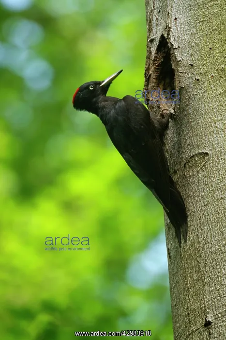 : Black Woodpecker - adult in front of its breeding : Black Woodpecker - adult in front of its breeding