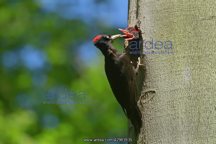 : Black Woodpecker - adult feeding chicks at breeding : Black Woodpecker - adult feeding chicks at breeding