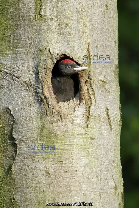 : Black Woodpecker - chick at nest entrance : Black Woodpecker - chick at nest entrance