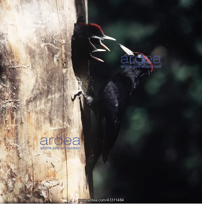 : BLACK WOODPECKER - & chicks at nest hole : BLACK WOODPECKER - & chicks at nest hole