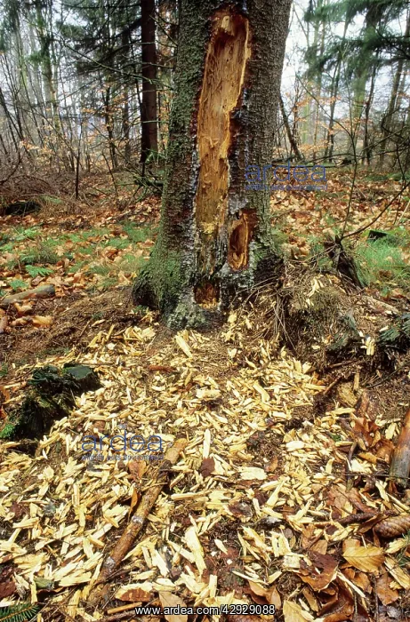 : Black WOODPECKER - Damage to fir tree : Black WOODPECKER - Damage to fir tree