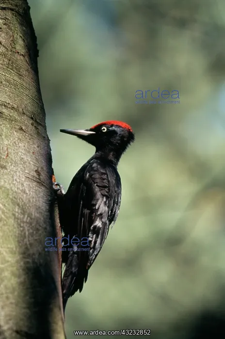 : Black Woodpecker (Dryocopus Martius) (Large : Black Woodpecker (Dryocopus Martius) (Large