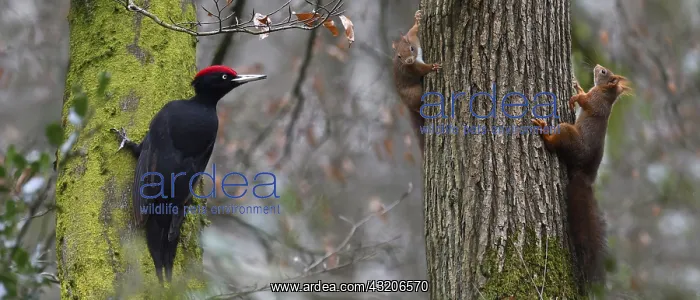 : Black woodpecker (Dryocopus martius) and Red squirrels : Black woodpecker (Dryocopus martius) and Red squirrels