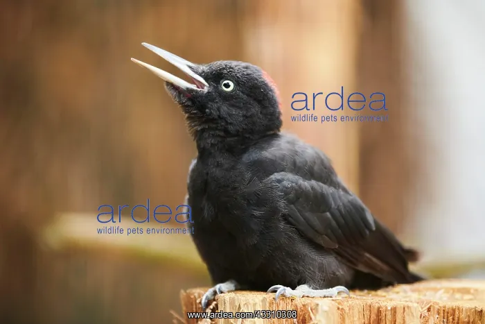 : Black woodpecker (Dryocopus martius) sitting on : Black woodpecker (Dryocopus martius) sitting on