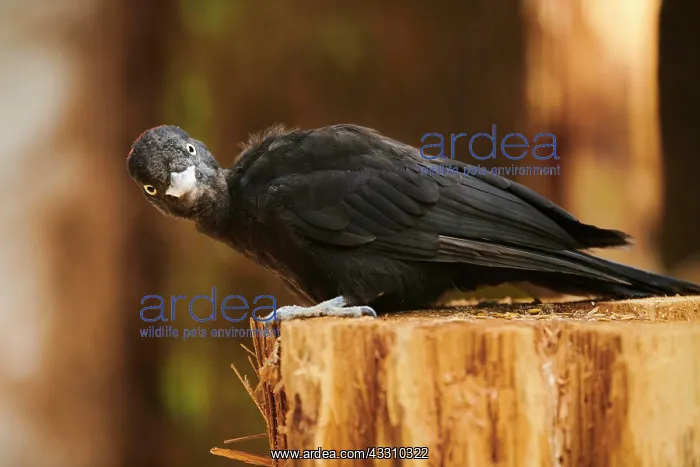 : Black woodpecker (Dryocopus martius) sitting on : Black woodpecker (Dryocopus martius) sitting on
